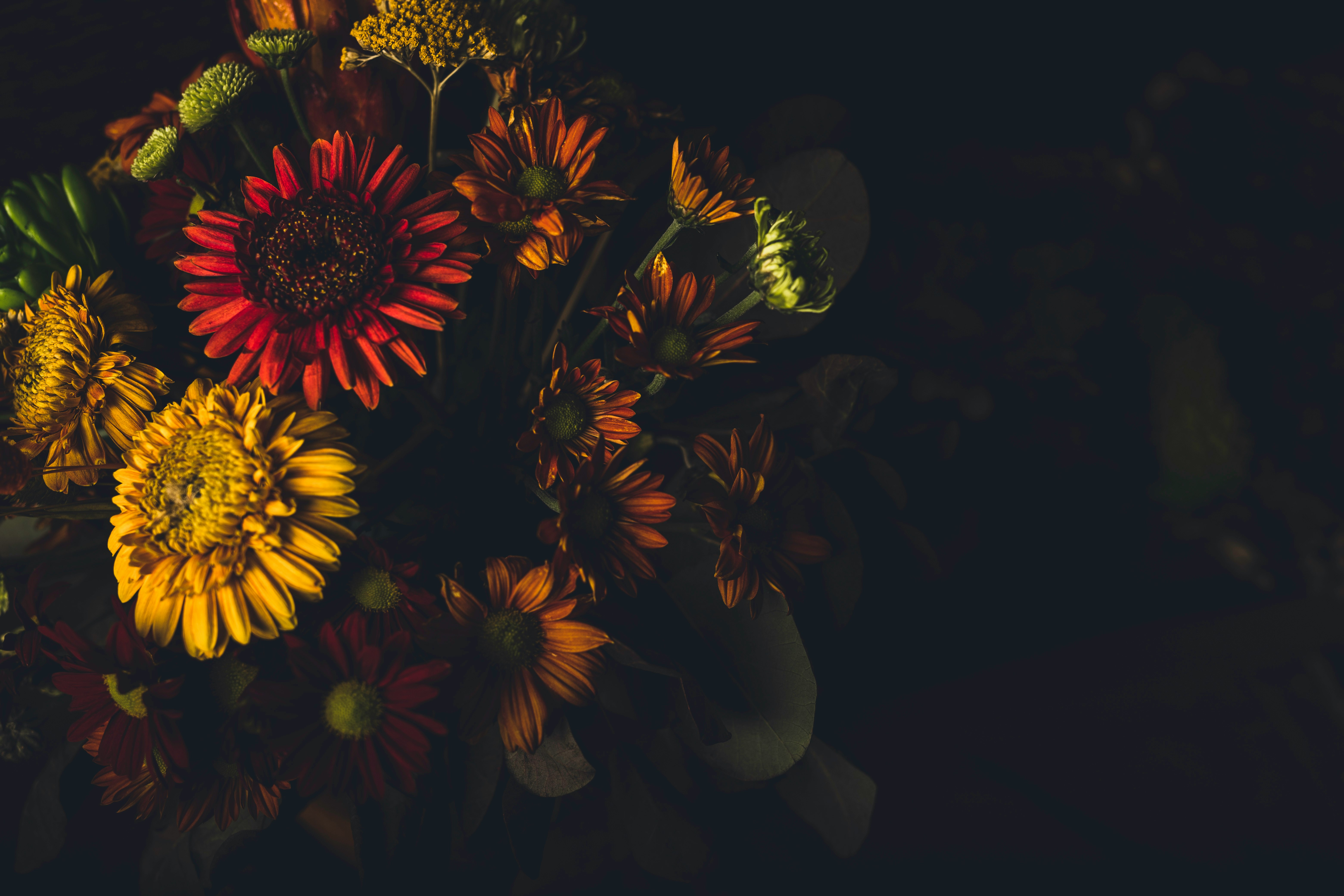 yellow sunflower in dark room